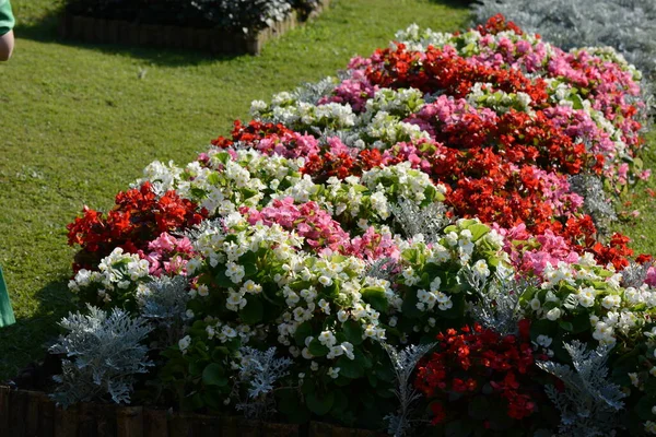 Flores Coloridas Jardim — Fotografia de Stock