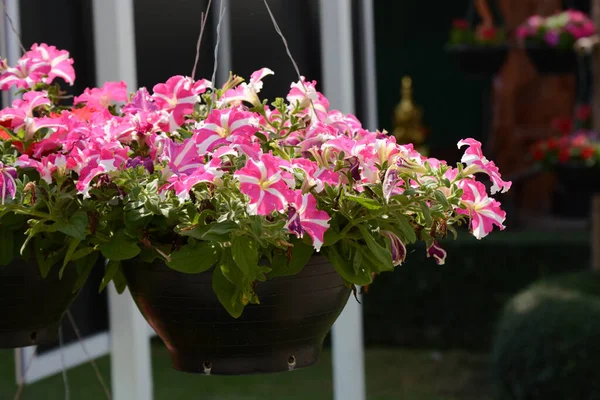 Red Flowers Garden — Stock Photo, Image