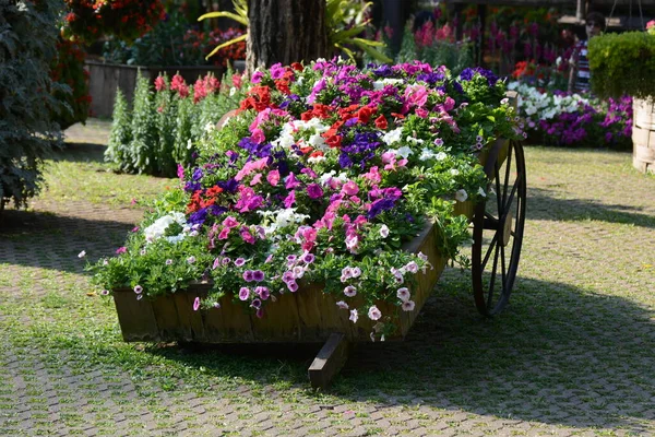 Beautiful Flowers Garden — Stock Photo, Image