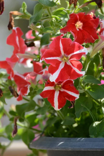 Röda Blommor Trädgården — Stockfoto