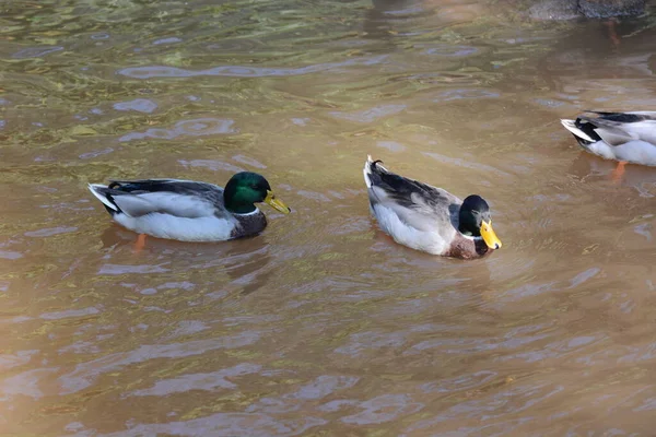 ducks on pond in park