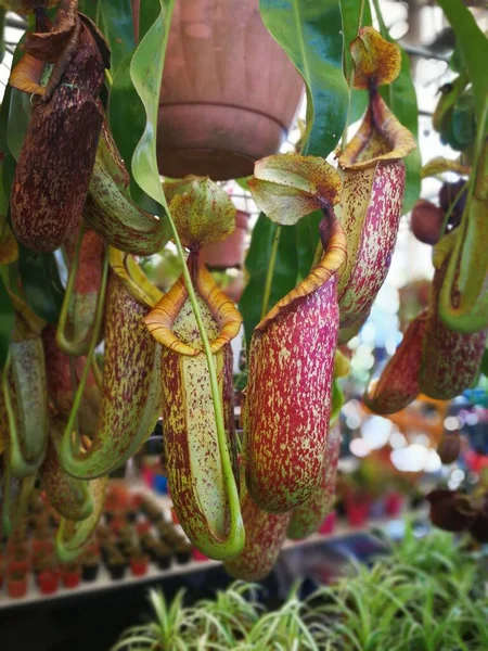 Egy Csomó Friss Trópusi Gyümölcs Piacon — Stock Fotó