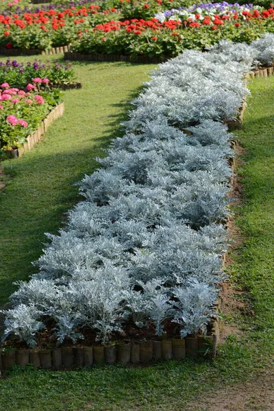 美丽的花园 有花朵和植物 — 图库照片