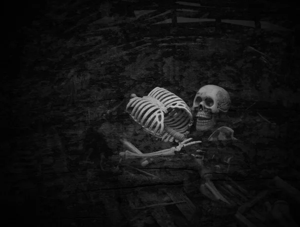 Cráneo Esqueleto Sobre Fondo Oscuro —  Fotos de Stock
