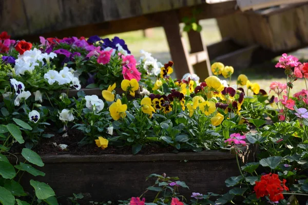 Colorful Flowers Garden — Stock Photo, Image