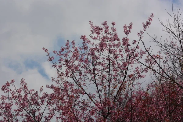 Sakura Kwiat Różowe Kwiaty Zielonymi Liśćmi — Zdjęcie stockowe