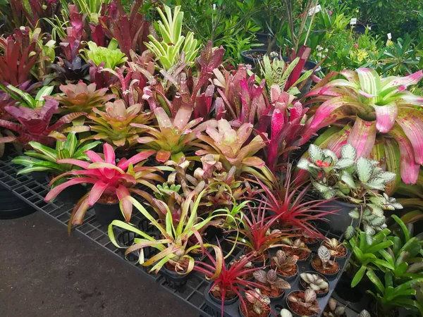 Gyönyörű Zamatos Növények Eladó Raktárban — Stock Fotó