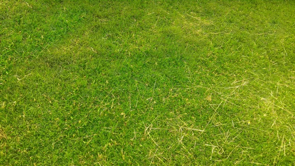 green grass in field in spring