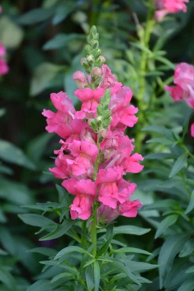 Fleurs Roses Dans Jardin — Photo