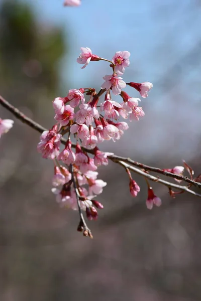 Sakura Kwiat Różowe Kwiaty Zielonymi Liśćmi — Zdjęcie stockowe