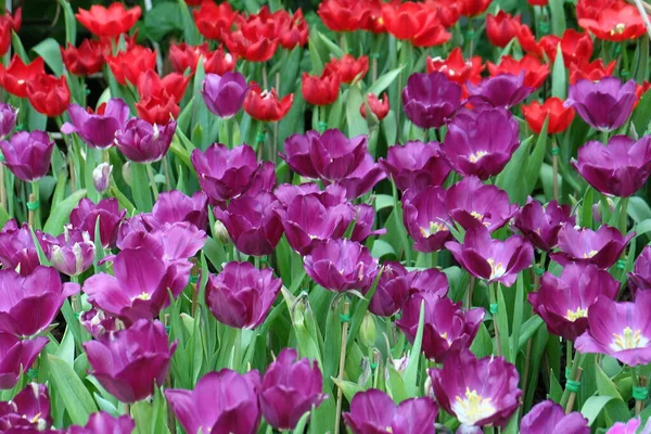 beautiful flowers growth in the garden