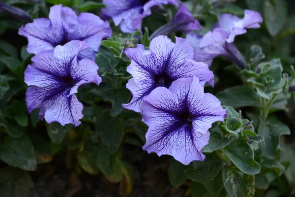 Primer Plano Una Flor Púrpura Jardín — Foto de Stock