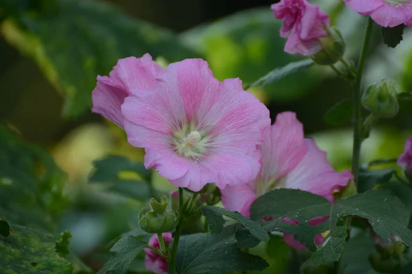 Blommande Rosa Blommor Trädgården — Stockfoto