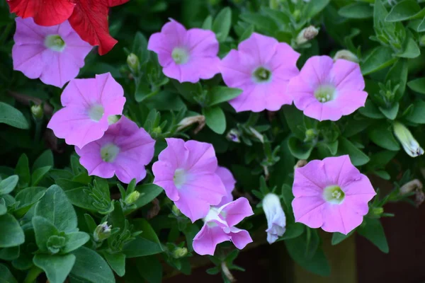 Rosa Blommor Trädgården — Stockfoto