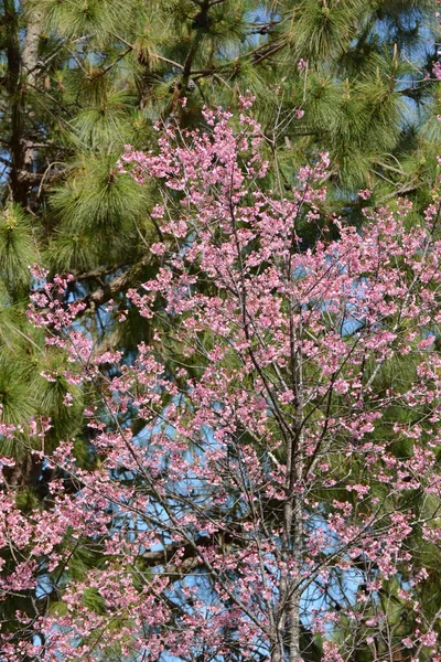 Sakura Kwiat Różowe Kwiaty Zielonymi Liśćmi — Zdjęcie stockowe