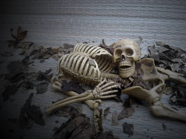 Crâne Squelette Sur Fond Gris — Photo