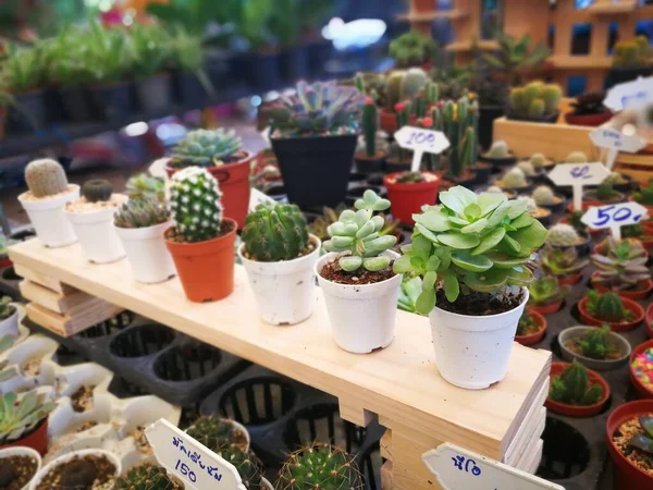 Beautiful Small Cactuses Sale Store — Stock Photo, Image