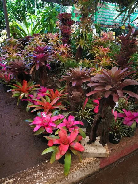 Gyönyörű Trópusi Virágok Kertben — Stock Fotó
