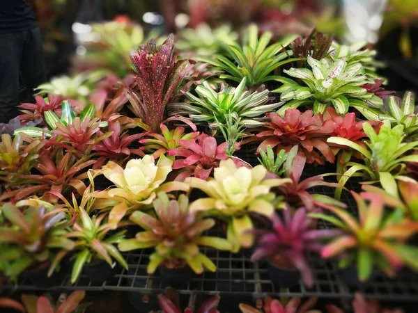 Gyönyörű Zamatos Növények Eladó Raktárban — Stock Fotó