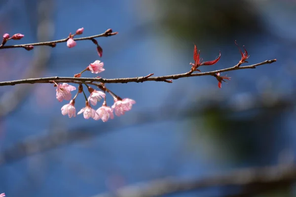 Sakura Kwiat Różowe Kwiaty Zielonymi Liśćmi — Zdjęcie stockowe