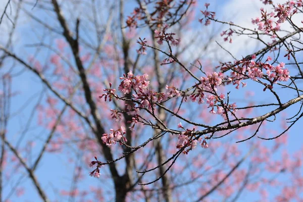 Sakura Kwiat Różowe Kwiaty Zielonymi Liśćmi — Zdjęcie stockowe