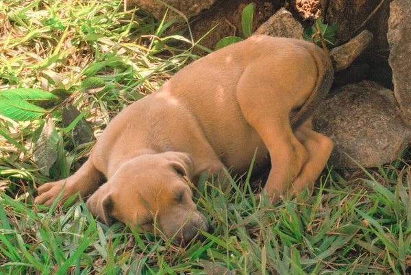 Marrón Brasileño Mastín Cachorro Durmiendo — Foto de Stock