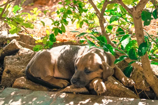 Brazilian Mastiff Puppy Lying — Stock Photo, Image