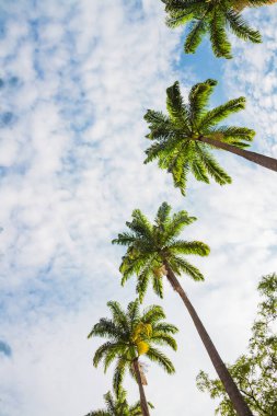 Aşağıdan görünen palmiye ağaçları