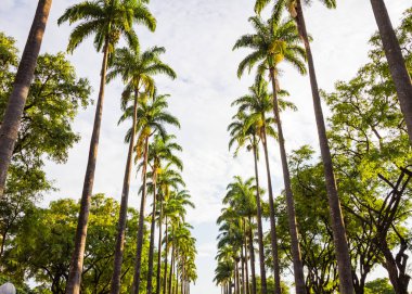 Praa da Liberdade (Özgürlük Meydanı) Palmiye Ağaçları, Belo Horizonte, Brezilya 