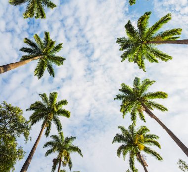Aşağıdan görünen palmiye ağaçları