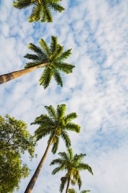 Aşağıdan görünen palmiye ağaçları