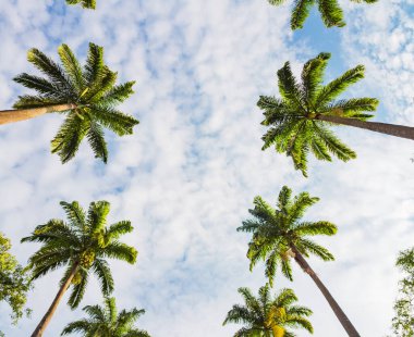 Aşağıdan görünen palmiye ağaçları