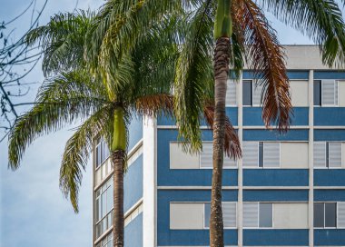 Palmiye ağaçları ve bina