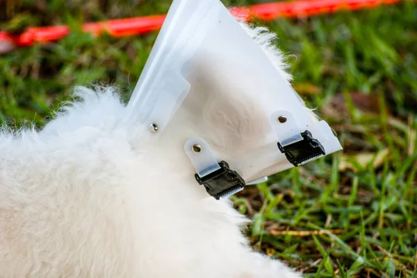Elizabeth dönemi yakalı beyaz köpek.