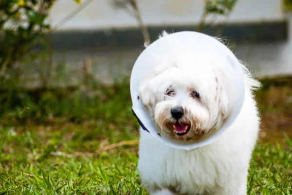 Cão Branco Com Coleira Elisabetana — Fotografia de Stock