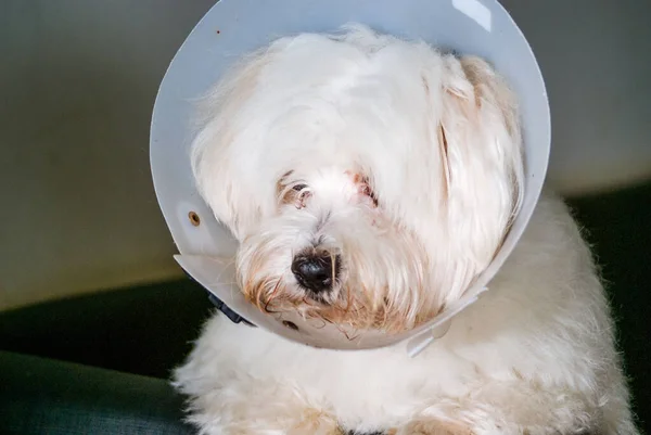 Elizabeth dönemi yakalı beyaz köpek.
