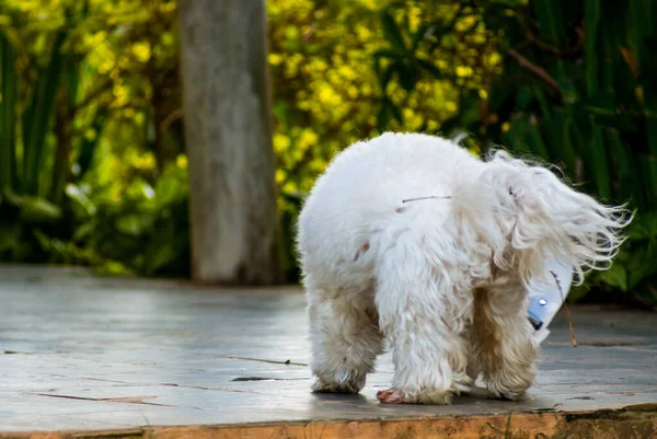 Perro Blanco Con Collar Isabelino — Foto de Stock