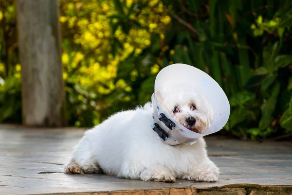 Perro Blanco Con Collar Isabelino — Foto de Stock