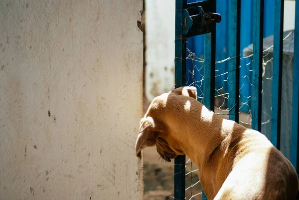 Perro Tratando Escapar Casa — Foto de Stock