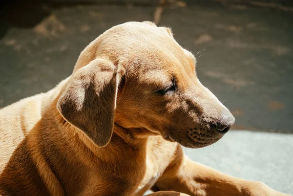 Cachorro Mastim Brasileiro Deitado Sol — Fotografia de Stock