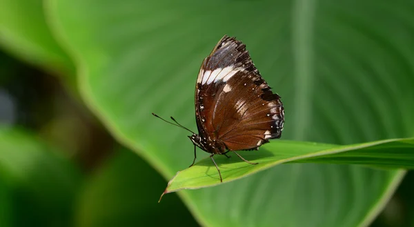 Schmetterling auf einem grünen Blatt — Stockfoto