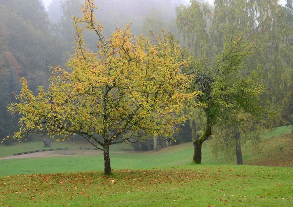 Tree with yellow leaves. Autumn scene. — Stock Photo, Image