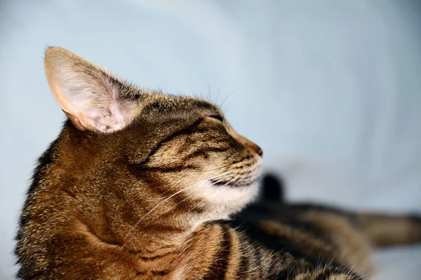 Egyptian Mau cat - pleased — Stock Photo, Image