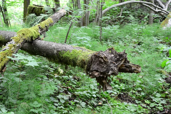 Régi mohás naplók az erdőben. Sigulda, természet — Stock Fotó