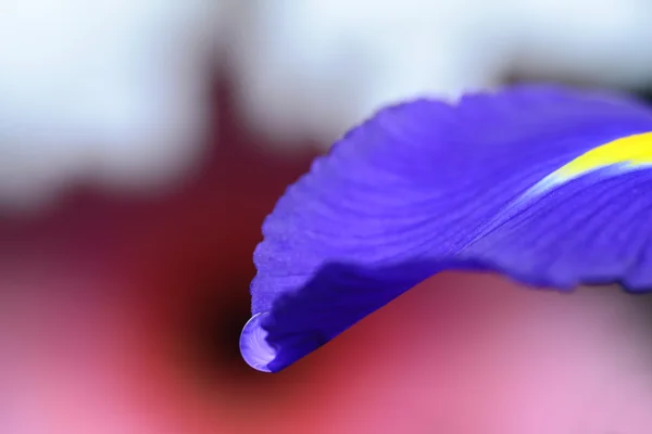 Gota de água em uma pétala de flor de viola — Fotografia de Stock