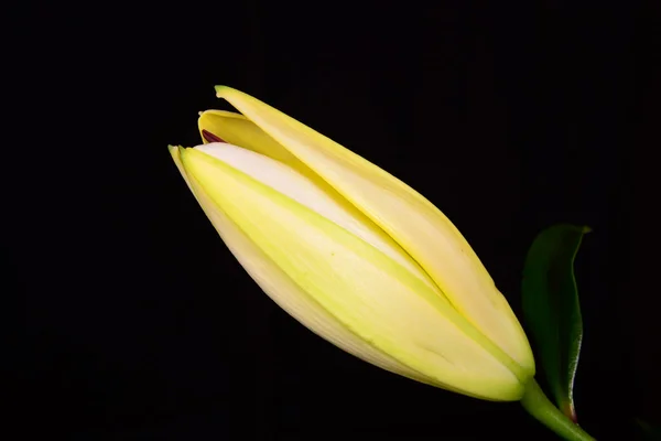 Жовта лілія на чорному фоні — стокове фото