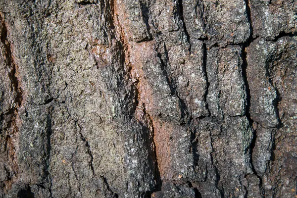 A fa kérgét csiga — Stock Fotó