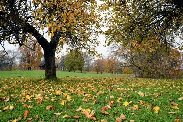 Parkta sonbahar ağaçları