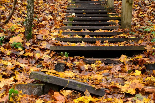 Viejas escaleras de madera en el bosque —  Fotos de Stock