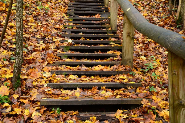 Staré dřevěné schody v lese — Stock fotografie